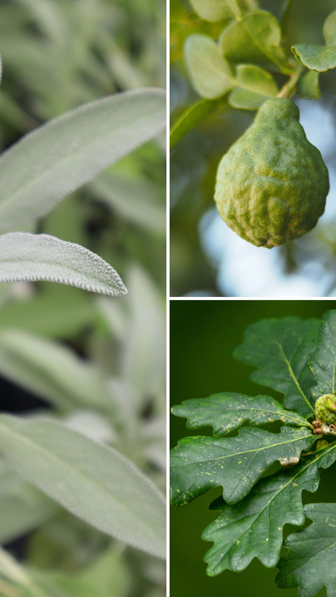 Solstice d'hiver | Bougie de soja avec mèche de bois (50h)