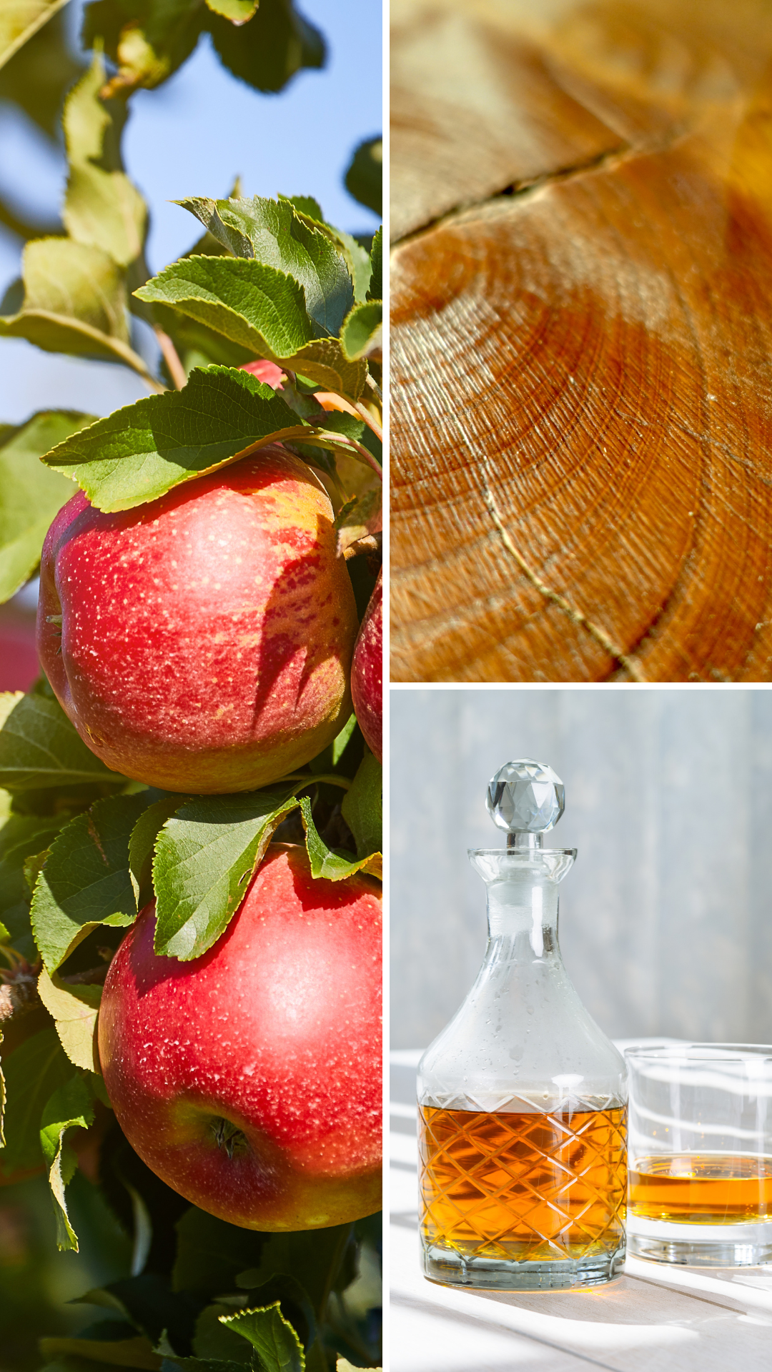 Pomme & Écorce | Bougie de soja avec mèche de bois (NOUVEAU FORMAT 10 OZ)