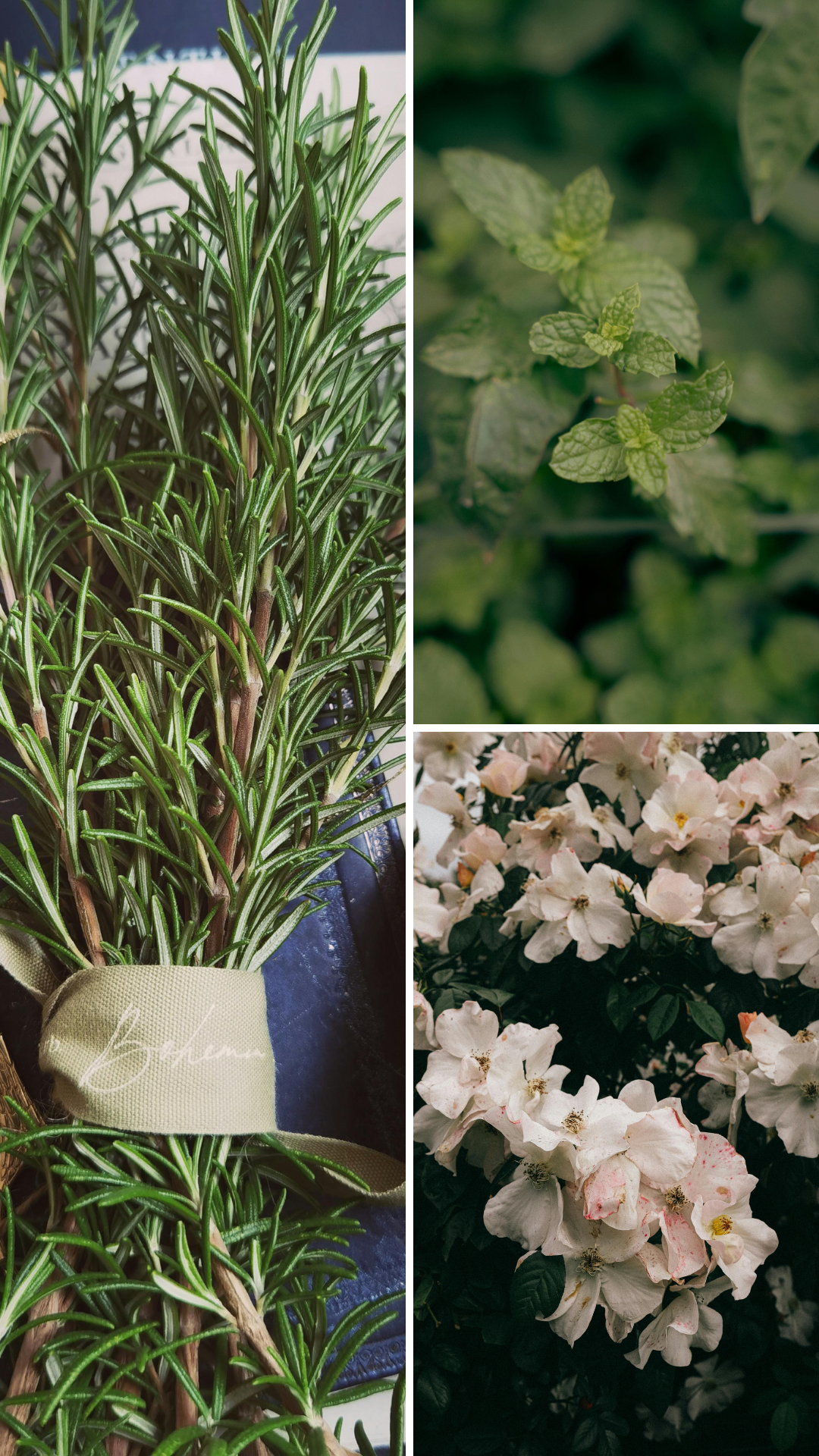 Fraicheur polaire | Bougie de soja avec mèche de bois (50h)